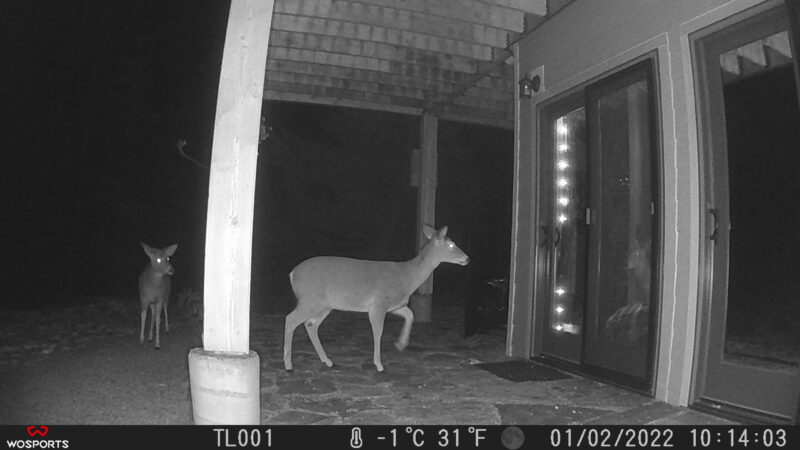 nosy deer