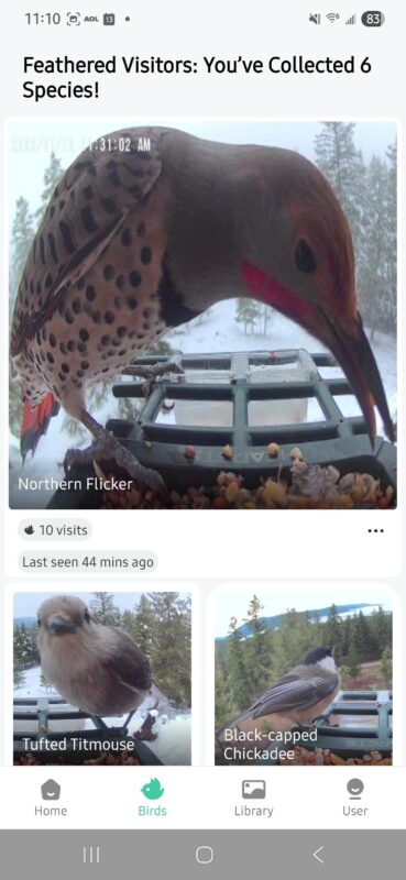 Bird visits that I have collected from my HEAPETS Bird feeder
