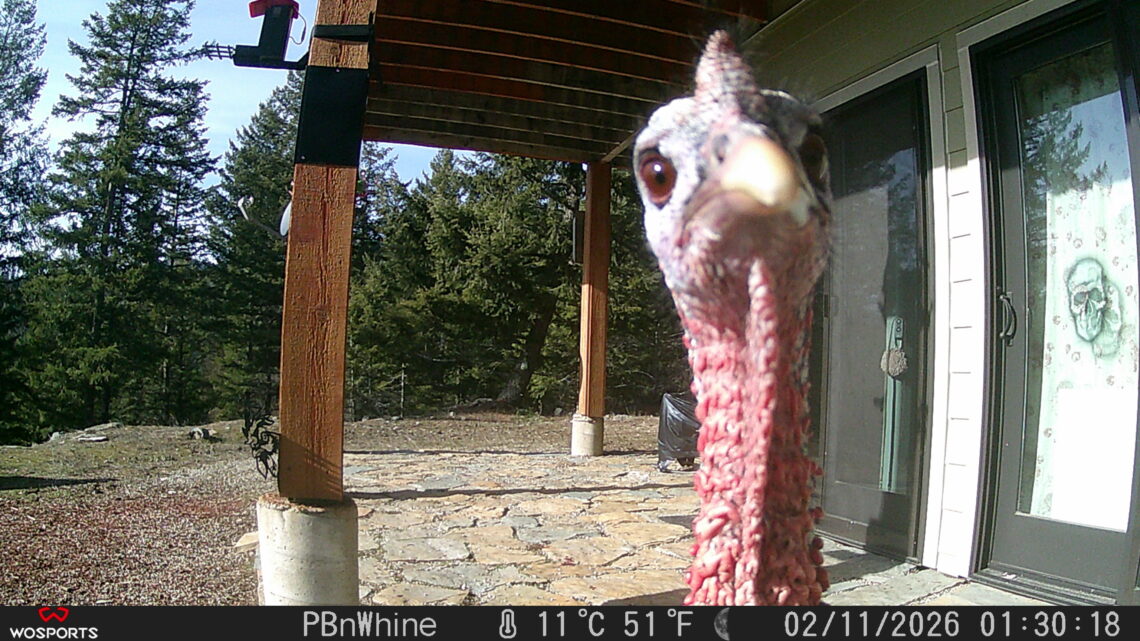 Wild Turkey Trail Cam Friday from Sandpoint, Idaho