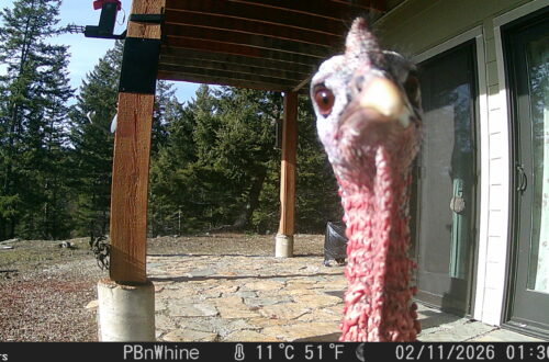 Wild Turkey Trail Cam Friday from Sandpoint, Idaho