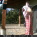 Wild Turkey Trail Cam Friday from Sandpoint, Idaho