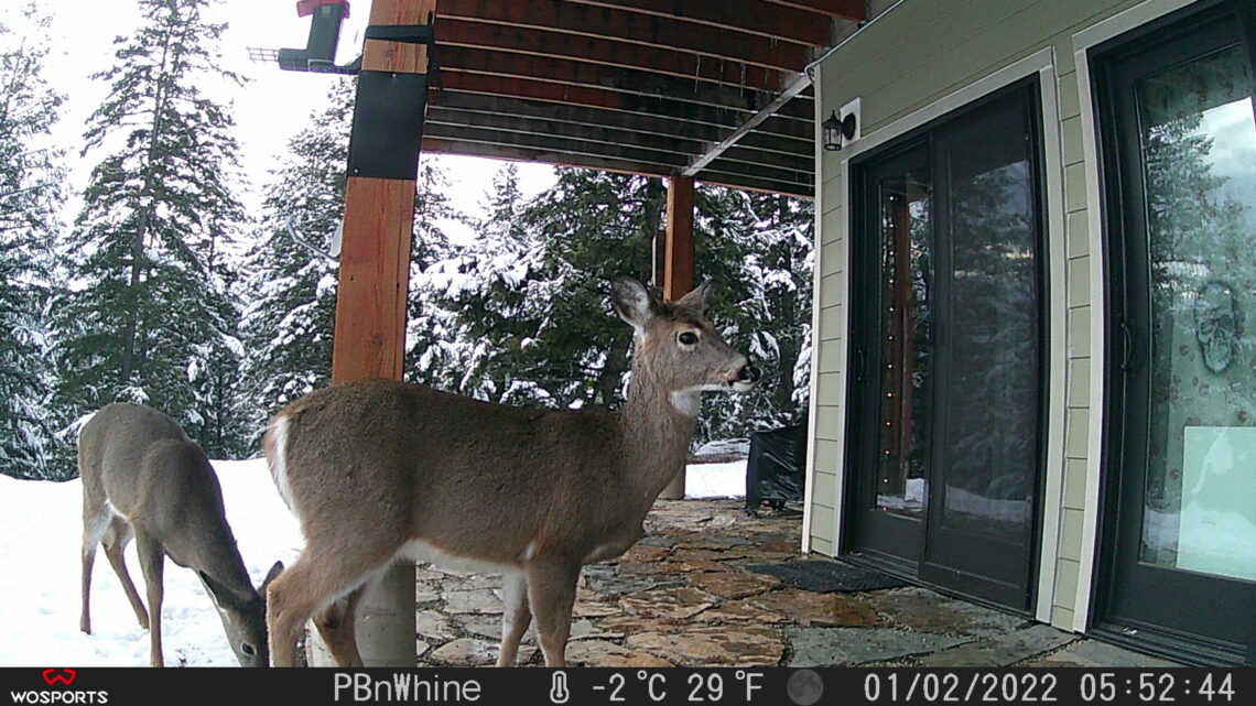 Deer outside my craftroom door