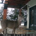 Deer outside my craftroom door