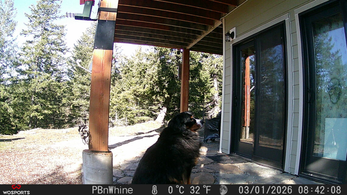 Bear The Bernese Mountain Dog. Trail Cam Friday