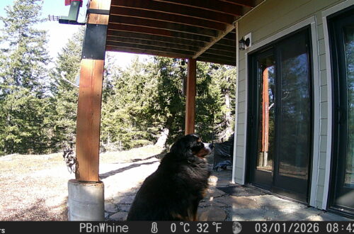 Bear The Bernese Mountain Dog. Trail Cam Friday