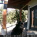 Bear The Bernese Mountain Dog. Trail Cam Friday