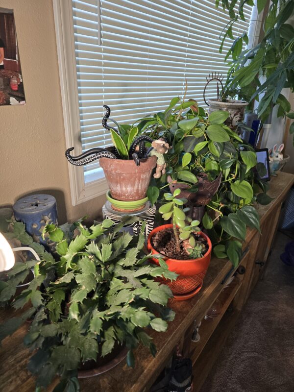Indoor Gardening my plants