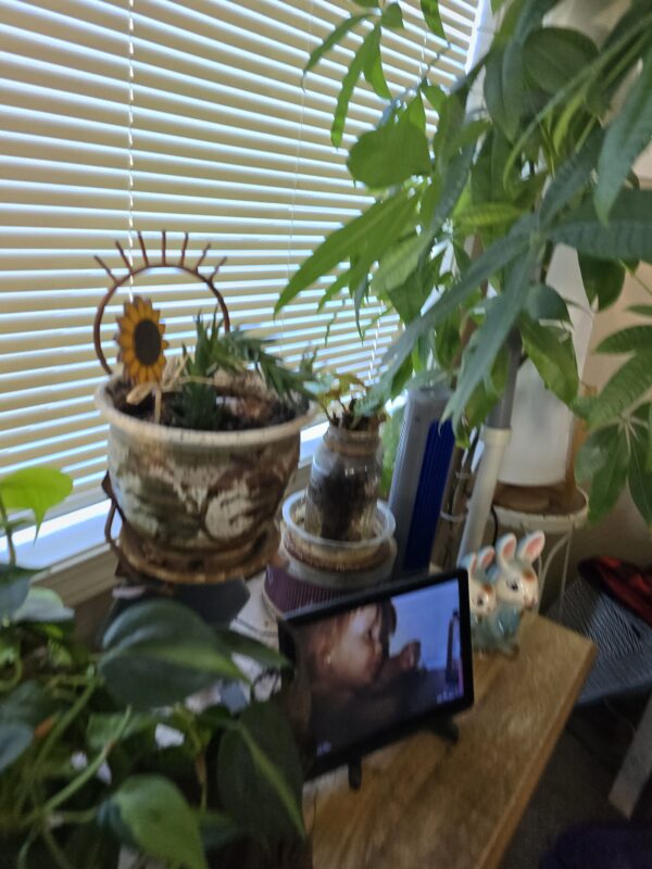 The GG Cactus. Indoor Gardening