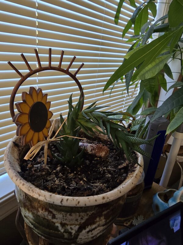 The GG Cactus. Indoor Gardening
