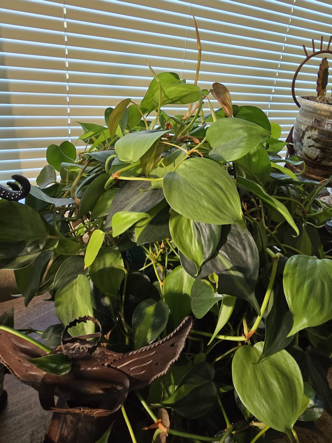 Indoor Gardening my plants