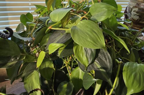 Indoor Gardening my plants