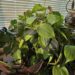 Indoor Gardening my plants