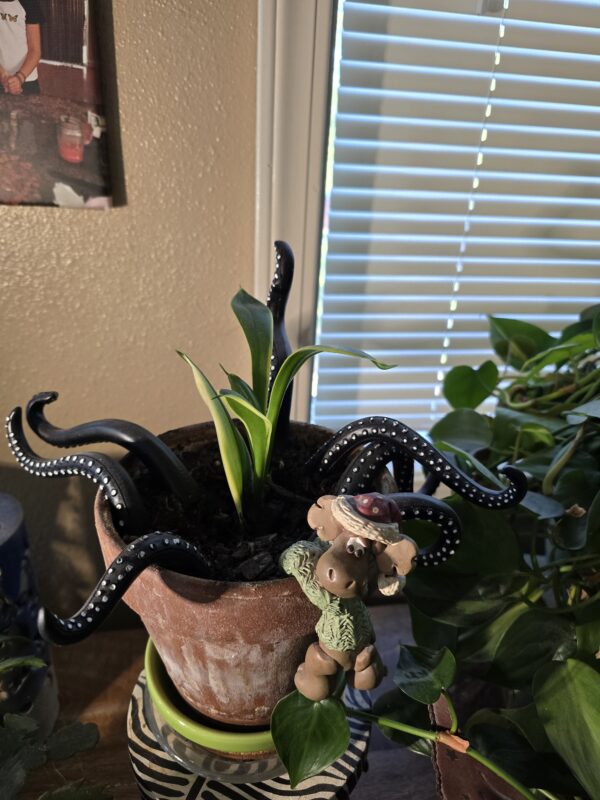 Indoor Gardening my plants