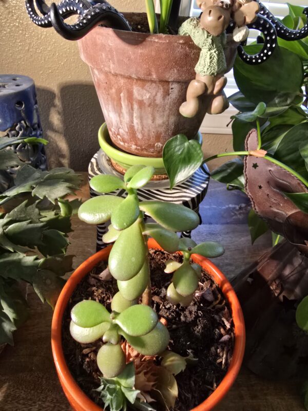 Indoor Gardening my plants
