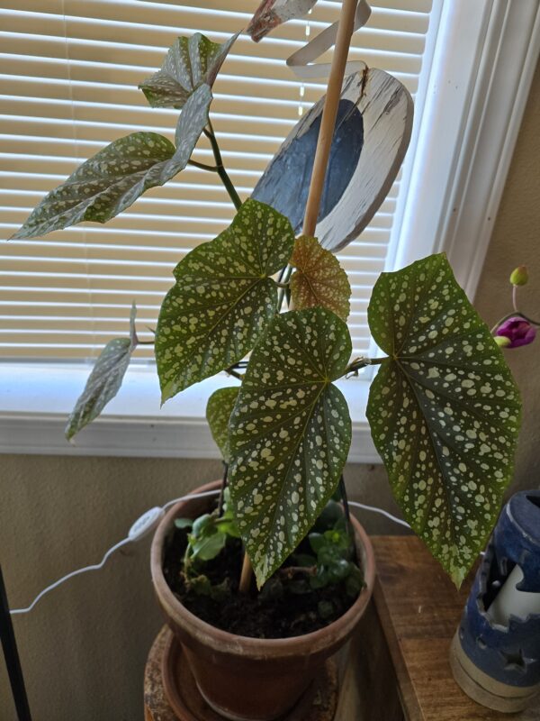 Indoor Gardening my plants