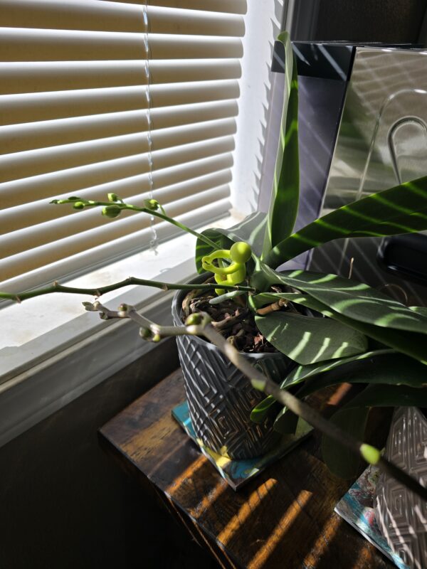 Indoor Gardening my plants