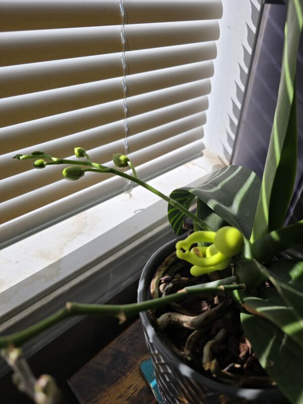 Indoor Gardening my plants