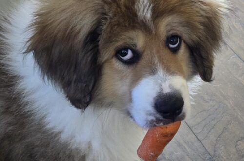 Fluffy dog with brown and white fur holding an orange carrot chew in its mouth indoors on a tiled floor. Insurance post