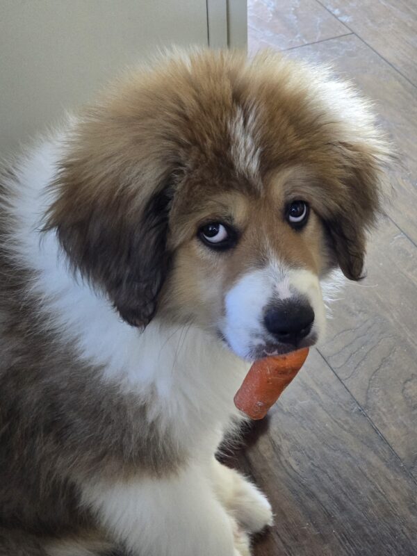 Fluffy dog with brown and white fur holding an orange carrot chew in its mouth indoors on a tiled floor. Insurance post