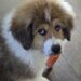 Fluffy dog with brown and white fur holding an orange carrot chew in its mouth indoors on a tiled floor. Insurance post