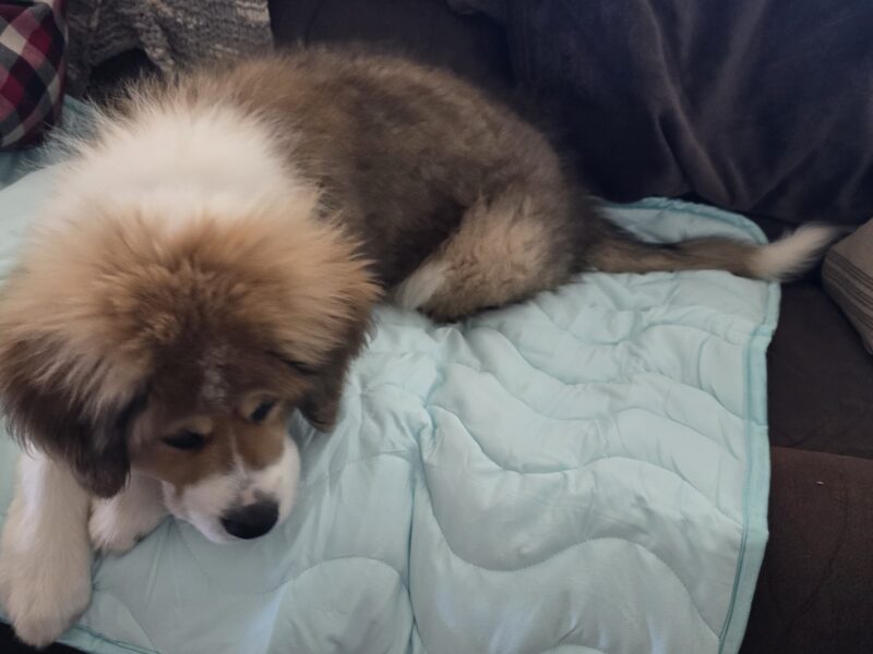 Walter the puppy lying on a Furbaby Pet Cooling Mat