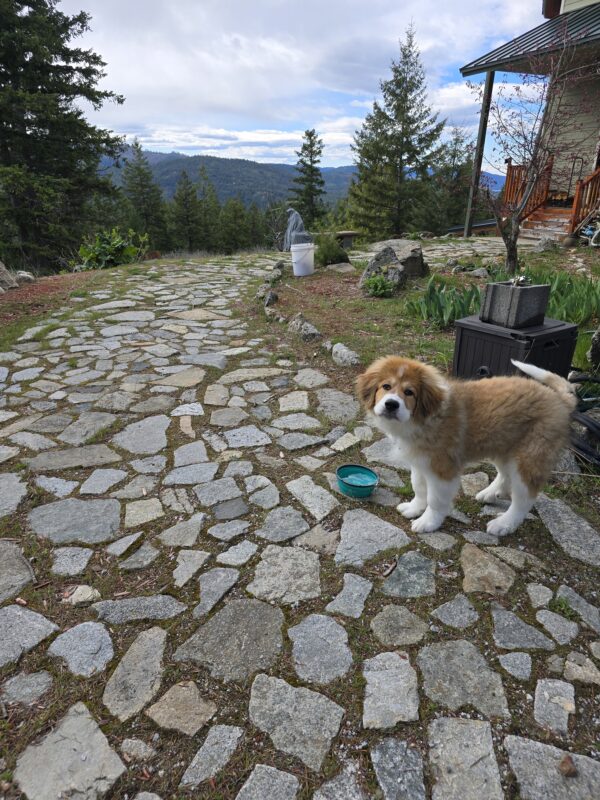 Beagle puppy standing on a stone path with forested hills and a house deck visible to the right, outdoors.