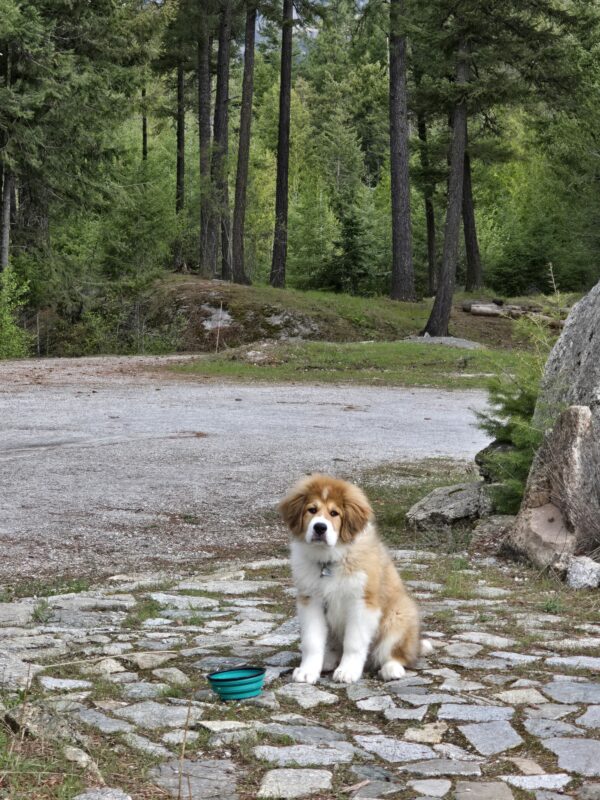 Young fluffy dog sitting on a rocky path in front of a dense green forest, with a dog bowl nearby in a wooded outdoor area..