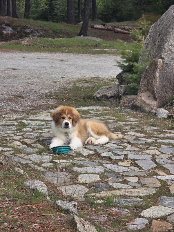 Golden and white dog lounging on a rocky path with a blue bowl nearby in a wooded outdoor area.