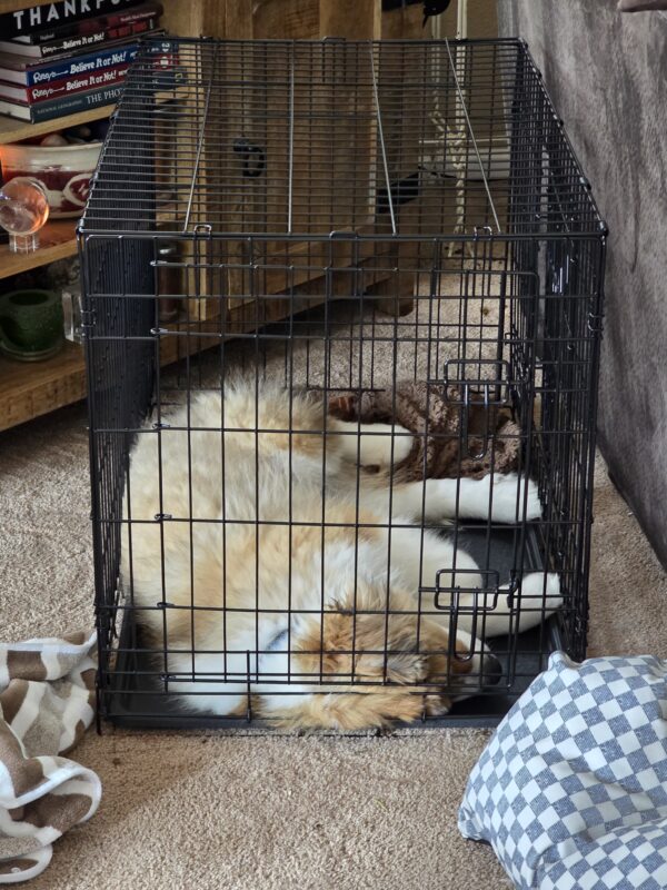 Fluffy white and tan dog sleeping inside a black metal pet crate on a carpeted floor.