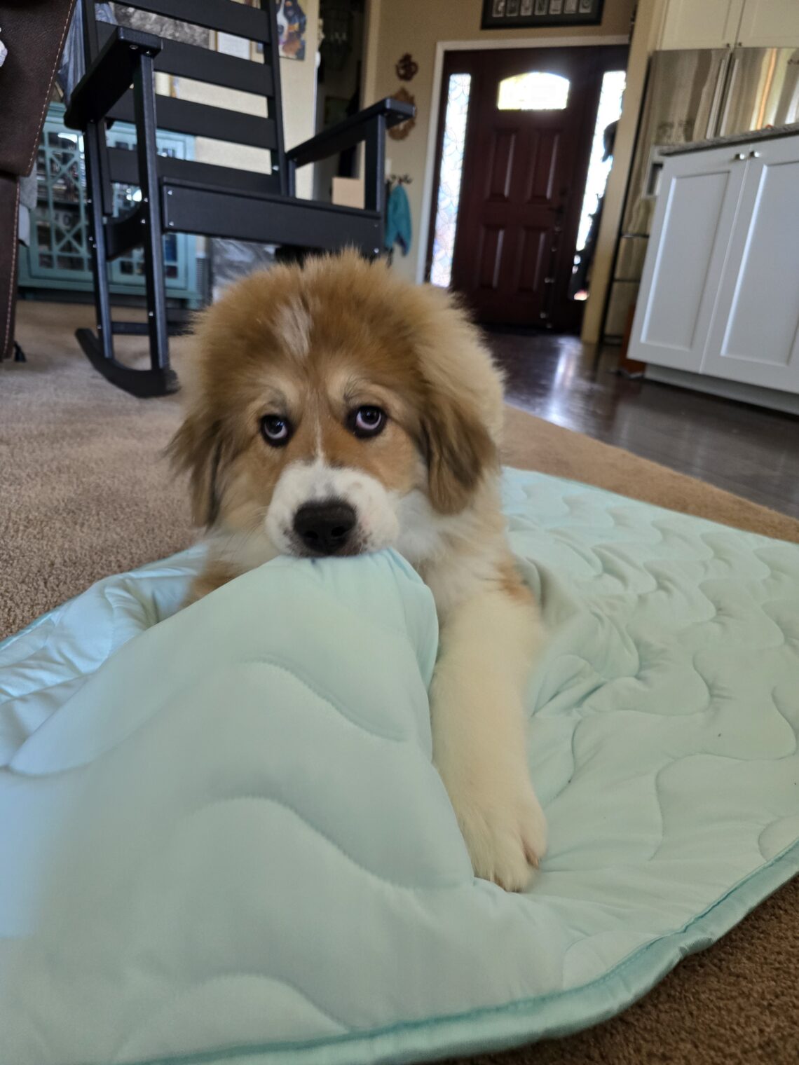 Walter's Cooling Mat from Furrybaby