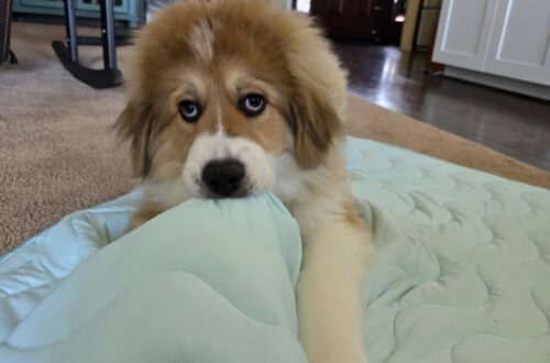 Walter's Cooling Mat from Furrybaby