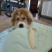 Walter's Cooling Mat from Furrybaby