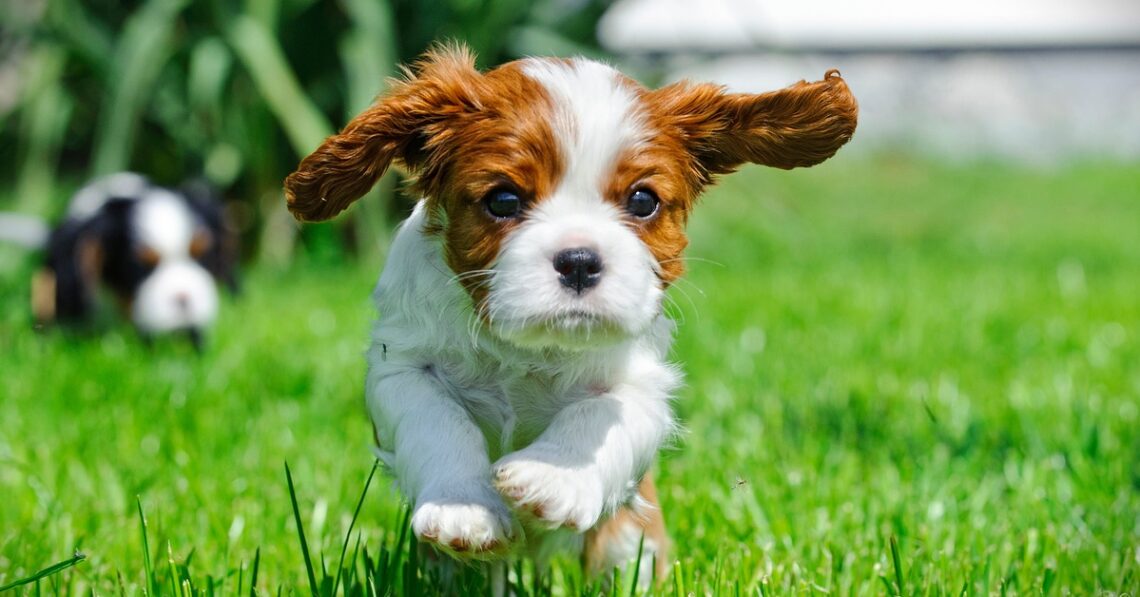 Small brown and white puppy running across green grass toward camera, ears flapping with another dog blurred behind.