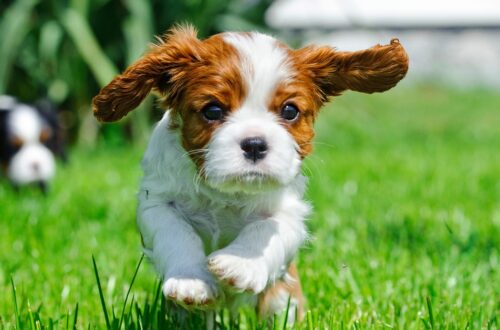 Small brown and white puppy running across green grass toward camera, ears flapping with another dog blurred behind.