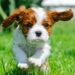 Small brown and white puppy running across green grass toward camera, ears flapping with another dog blurred behind.
