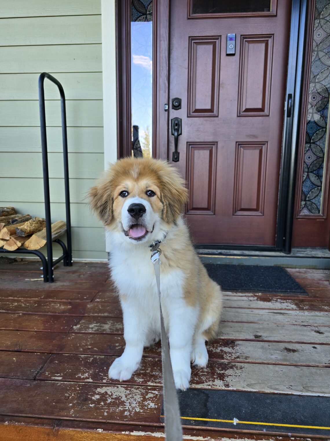 Washable pee pads Happy Walter the Bernie, pyrenees sitting on a weathered wooden porch in front of a brown front door, leash visible.