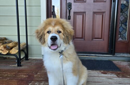Washable pee pads Happy Walter the Bernie, pyrenees sitting on a weathered wooden porch in front of a brown front door, leash visible.