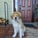 Washable pee pads Happy Walter the Bernie, pyrenees sitting on a weathered wooden porch in front of a brown front door, leash visible.