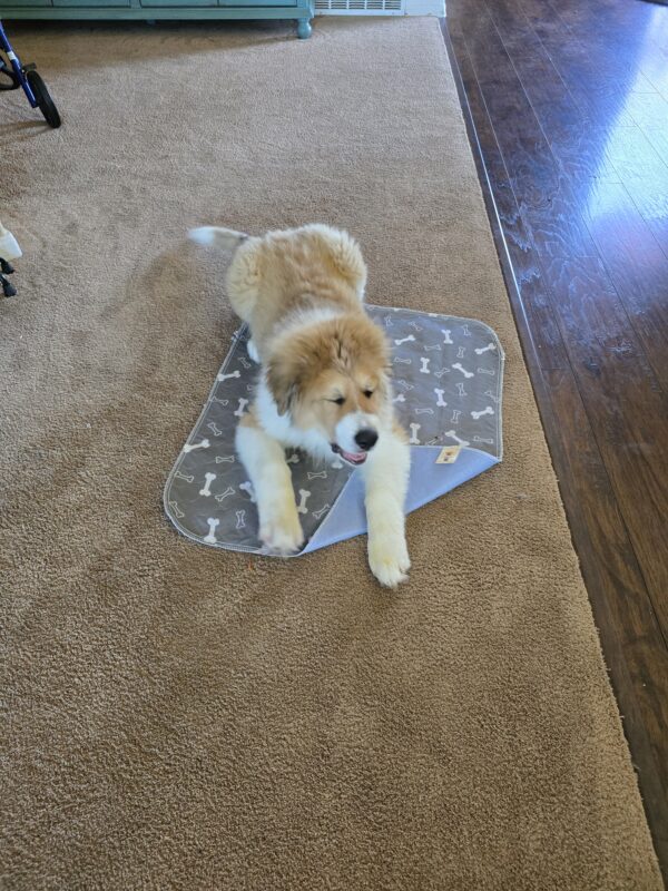 washable pee pad with Walter the Berne/Pyranses 