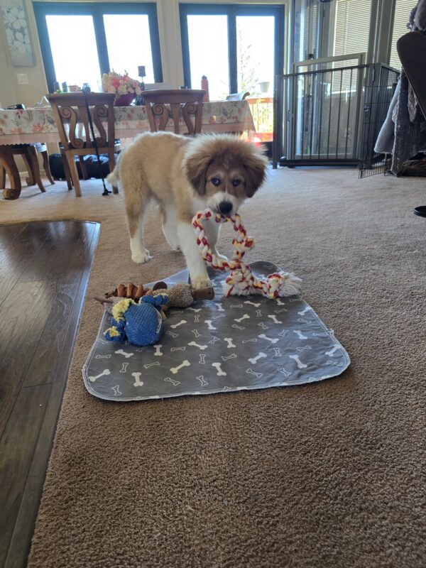 Washable pee pad with toys on it with Walter the puppy. 