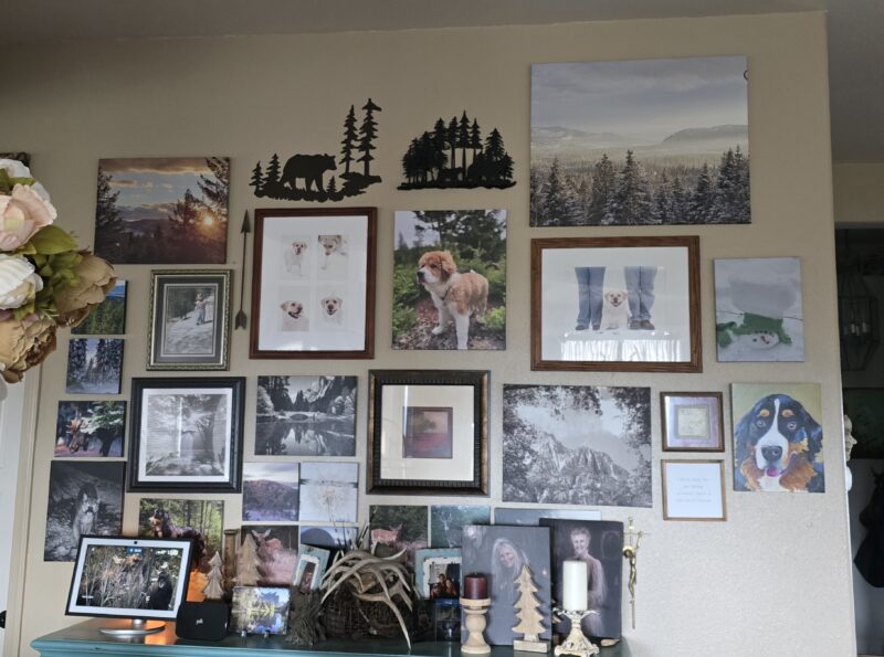 GleamGlee Museum paste keeps gallery wall of many framed photos of dogs and nature scenes, with black tree silhouettes on the wall above the frames.