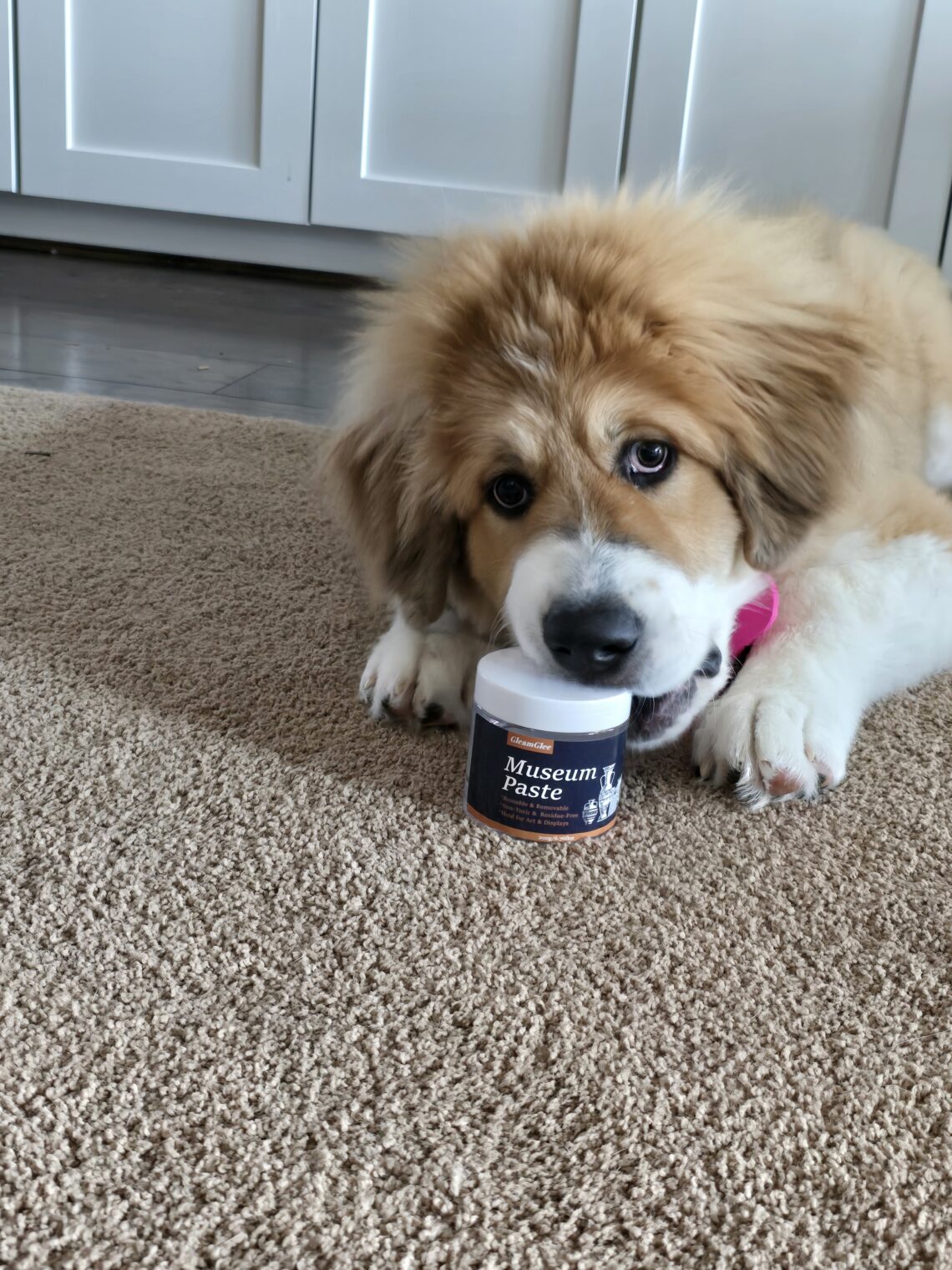 GleamGlee Museum paste and Walter a Fluffy brown-and-white puppy chewing a jar labeled Museum Paste on a beige carpet, indoors, near cabinets.