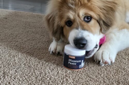 GleamGlee Museum paste and Walter a Fluffy brown-and-white puppy chewing a jar labeled Museum Paste on a beige carpet, indoors, near cabinets.