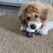 GleamGlee Museum paste and Walter a Fluffy brown-and-white puppy chewing a jar labeled Museum Paste on a beige carpet, indoors, near cabinets.