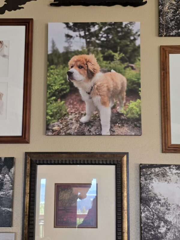 GleamGlee Museum paste keeps the Portrait of Walter, a fluffy brown and white puppy standing outdoors on a rocky path with greenery in the background, looking off to the left
