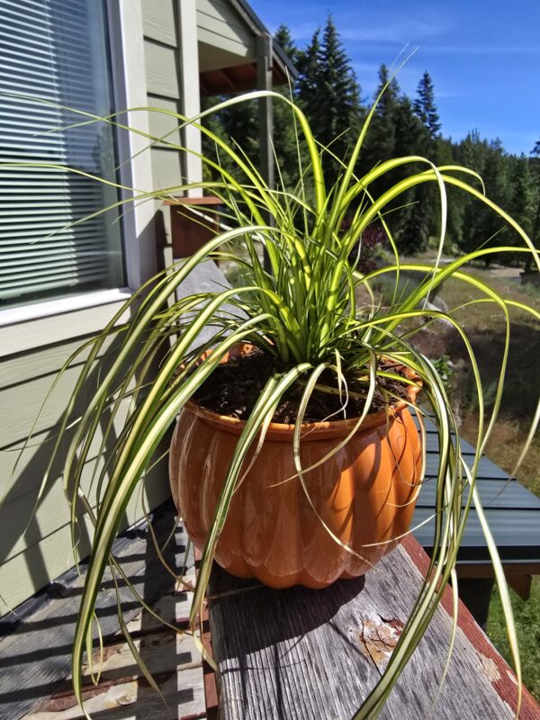 Spider plant with long arching green-and-yellow leaves in an orange pumpkin pot on a wooden railing outside a house, with blue sky and trees in background.