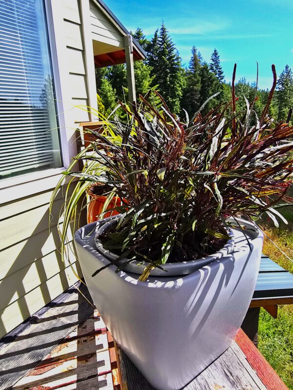 Sunlit balcony with a large white planter holding burgundy ornamental grass next to a window with blinds.