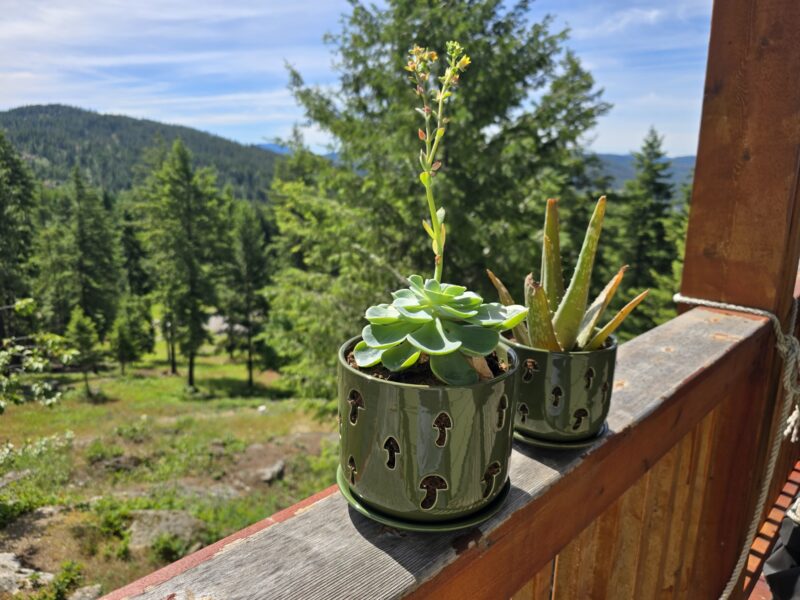 Indoor gardening with beautiful BuyMax Green Orchid Pots