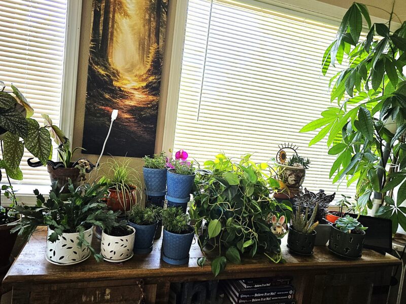 Indoor gardening, A windowsill full of potted plants with varied ceramic pots and a forest poster in the background. Indoor gardening
