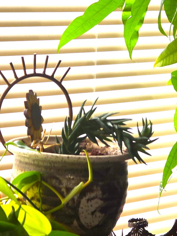 The GG Plant Indoor Gardening. 